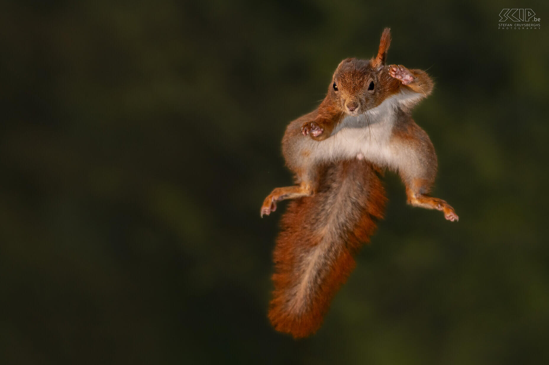 Jumping squirrel Red squirrel / Sciurus vulgaris Stefan Cruysberghs